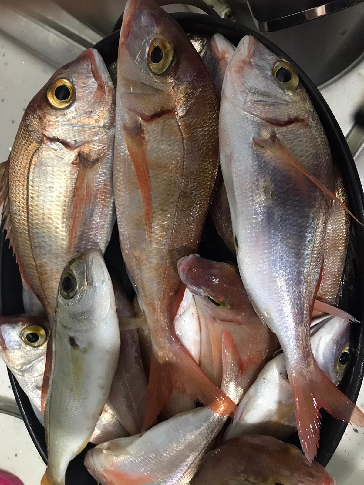 f9ed5e8d-82ae-4431-98a7-0d98271aab42